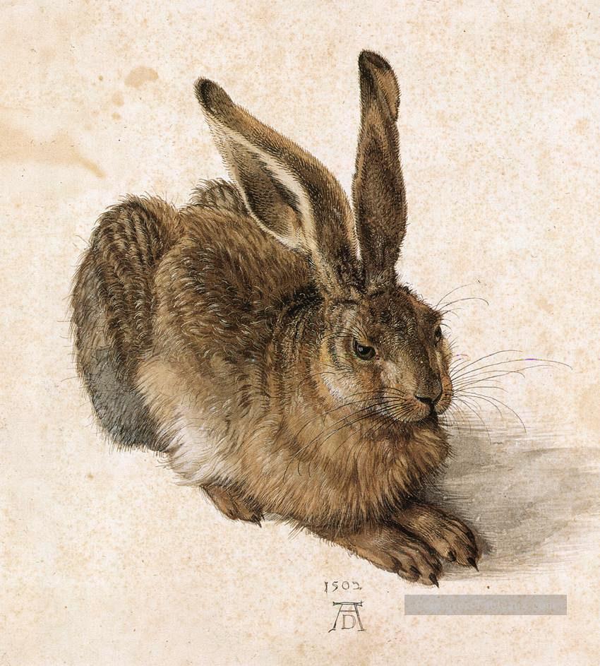 Un jeune lièvre Albrecht Dürer Peintures à l'huile